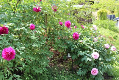 Paeonia suffruticosa - pivoňka keřovitá - kvetoucí habitus